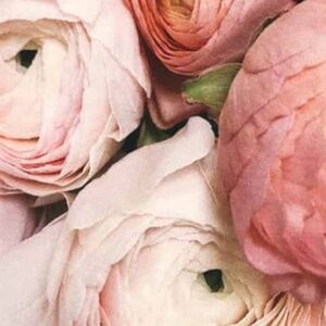 Meet your Posher, Rose